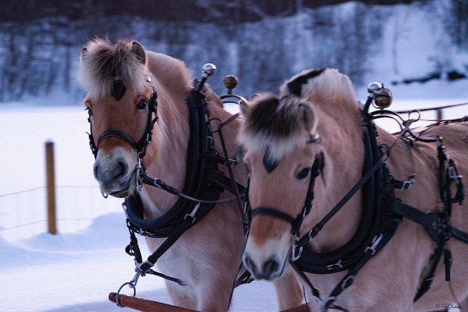 Sleigh Ride w/ Tapas Meal - Experience Arctic Farm Life - From Alta to a family farm in the Arctic countryside