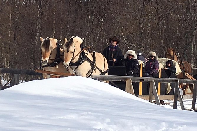 Sleigh Ride w/ Tapas Meal - Experience Arctic Farm Life - Who will enjoy Omdal Gard most?
