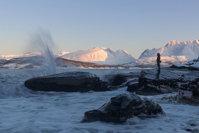 Small-Group Norwegian Fjords Tour from Tromso with Photos - Reindeer and small Arctic surprises