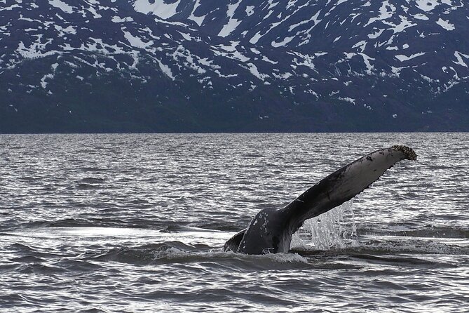 Small group Whale watching - Why Altafjord is a strong place for whale watching