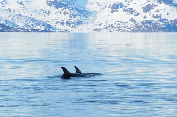 Small group Whale watching - Who will enjoy this tour most
