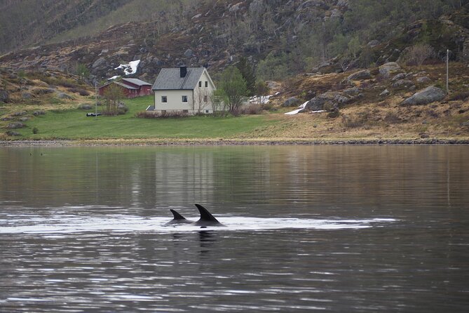 Small group Whale watching - Should you book Alta Adventure?