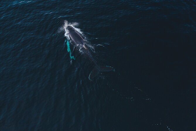 Small Group Whale Watching by RIB - Why the RIB makes Alta whale watching different