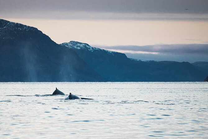 Small Group Whale Watching by RIB - What happens when the whales do not cooperate