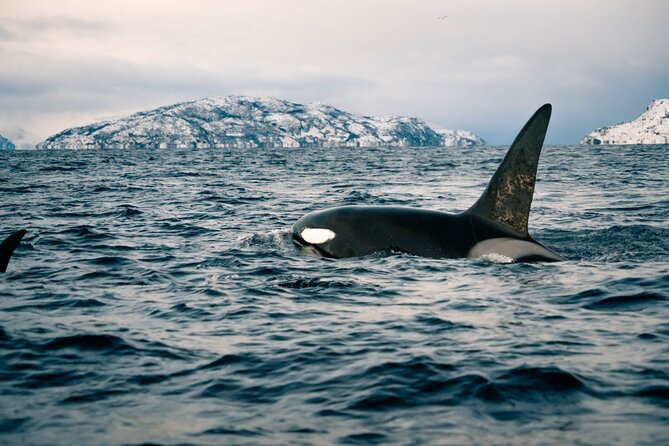 Small Group Whale Watching by RIB - The two-hour search across Altafjord