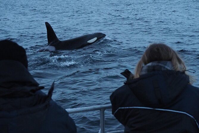 Small group Whale watching - Three hours on the water
