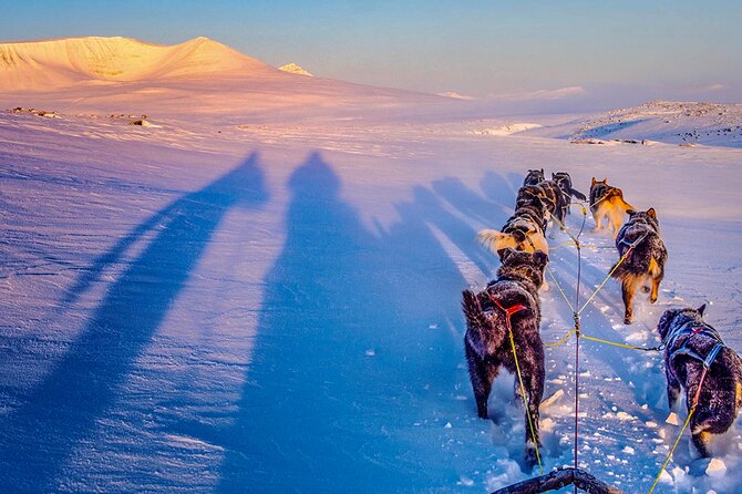 Small Group Wilderness Husky Sledding 2h from Tromsø (car needed) - Why driving the sled changes the day
