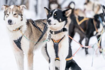 Small Group Wilderness Husky Sledding 2h from Tromsø (car needed)