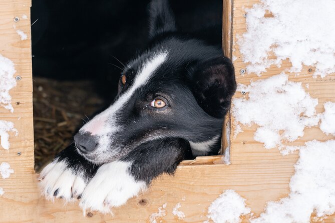 Small Group Wilderness Husky Sledding 2h from Tromsø (car needed) - How the price compares with the format