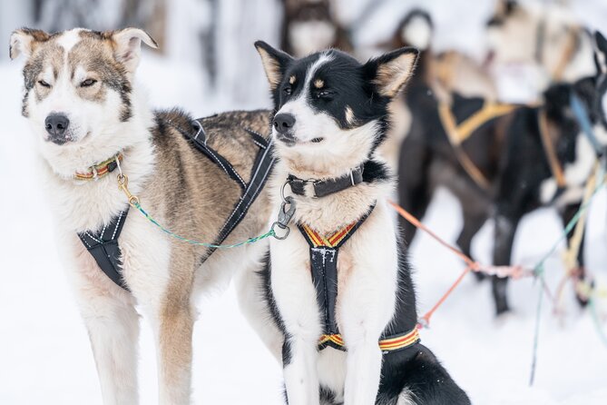 Small Group Wilderness Husky Sledding 2h from Tromsø (car needed) - Winter clothing and getting ready for the trail