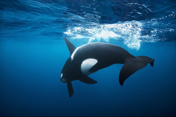 Snorkeling with Orcas In Norway, 4 days All-Inclusive expedition - Four days aboard Arctic Eagle