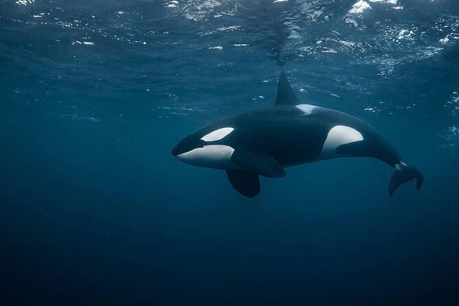 Snorkeling with Orcas In Norway, 4 days All-Inclusive expedition - The real strength is the six-person group