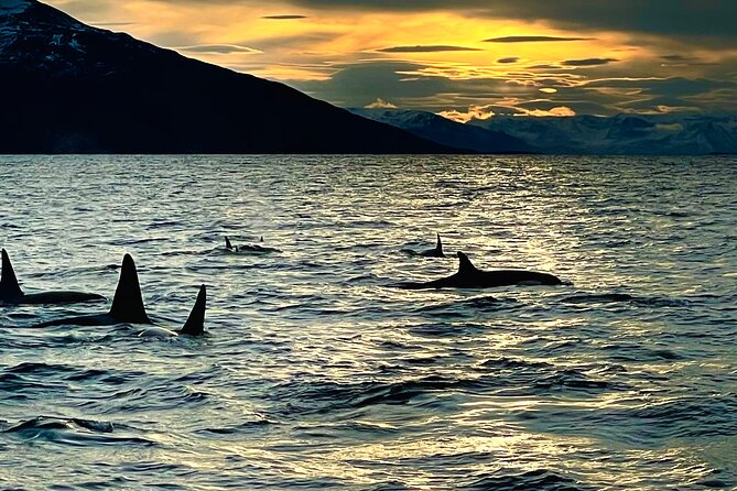 Snorkeling with Orcas In Norway, 4 days All-Inclusive expedition - What $3,542.91 really buys
