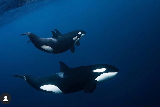 Snorkeling with Orcas In Norway, 4 days All-Inclusive expedition - Entering the water in Arctic conditions