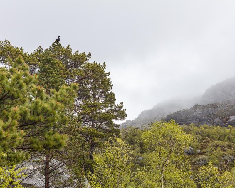 Stavanger: Preikestolen Hidden Trail Hike + Canoe + Lunch - Should you book the hidden route?