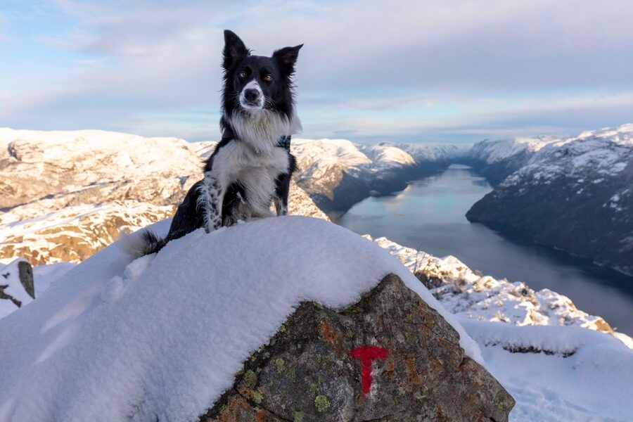 Stavanger: Preikestolen Winter Hike + Hot Lunch - Key points before you book