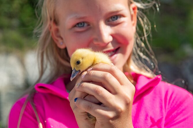 Steim Farm Experience in Vik, Norway - Key points to know before you go