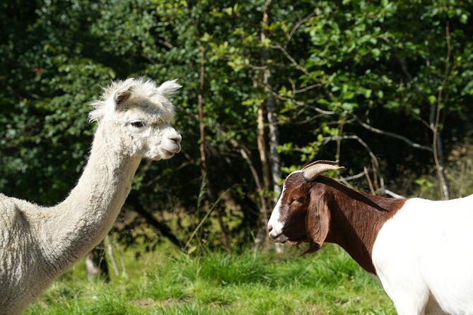 Steim Farm Experience in Vik, Norway - A working farm above Vik