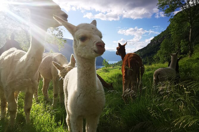 Steim Farm Experience in Vik, Norway - Price, timing, and what you receive
