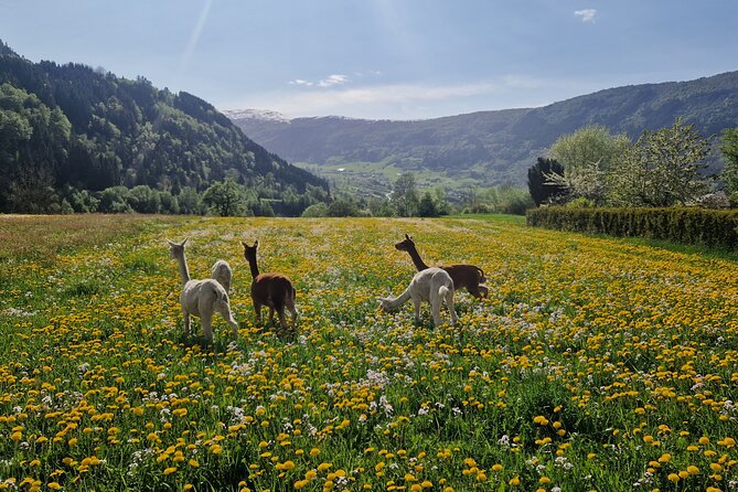 Steim Farm Experience in Vik, Norway - From grass to animal feed