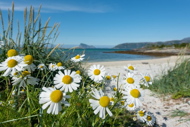 Summer Fjord Road Trip with Citizen Science with Wandering Owl - Guides make the small vehicle work