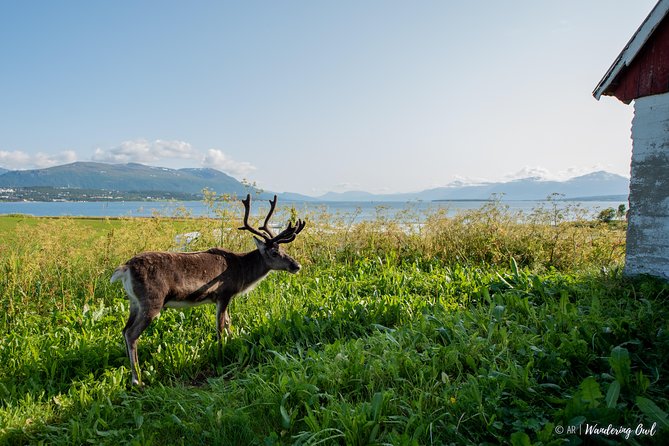 Summer Fjord Road Trip with Citizen Science with Wandering Owl - Price, comfort, and practical value