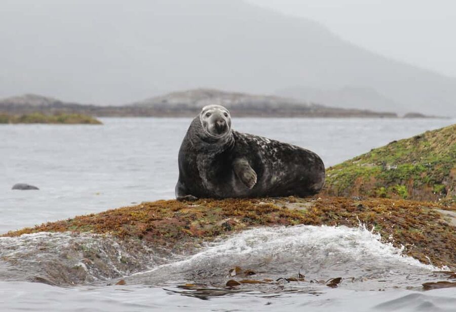 Summer Snorkeling with Grey Seals - Key points before you book