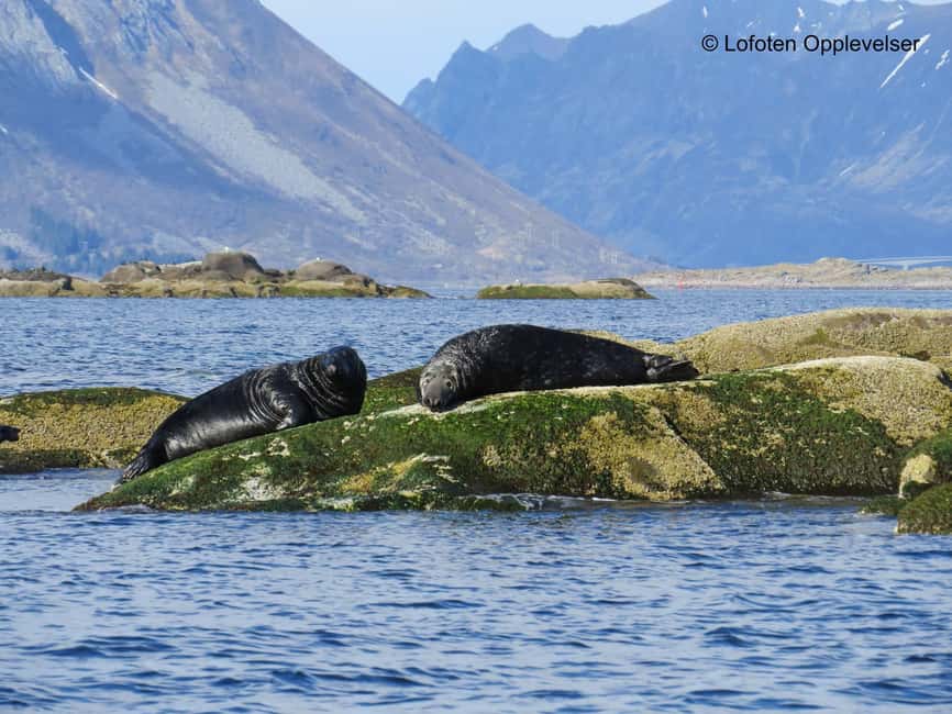 Summer Snorkeling with Grey Seals - The 30-minute briefing in Henningsvær