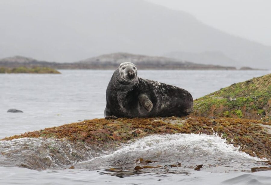 Summer Snorkeling with Grey Seals - About 1.5 hours among kelp and marine life