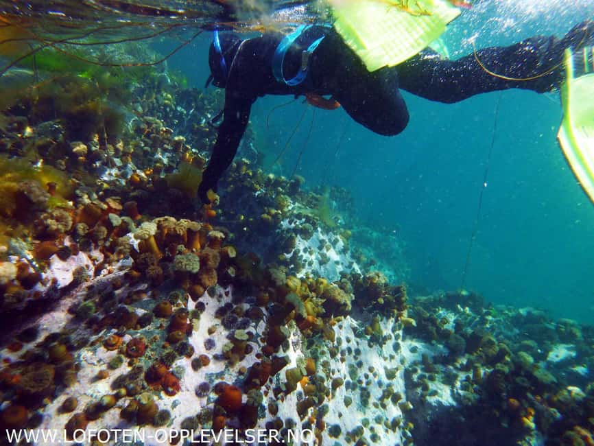 Summer Snorkeling with Grey Seals - Meeting at Dreyers gate 15