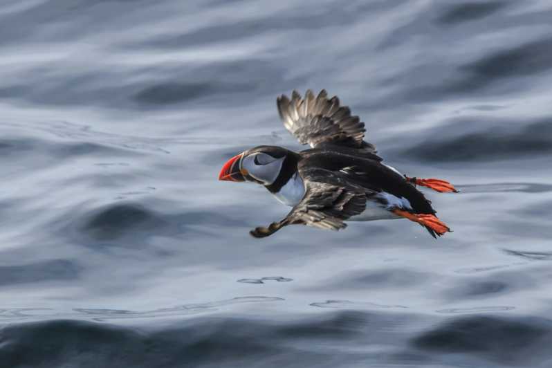 The Bird Safari Tour - Puffins, kittiwakes and the challenge of distance