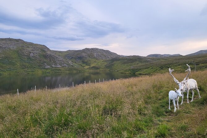 The North cape and the King crab - Key points at a glance