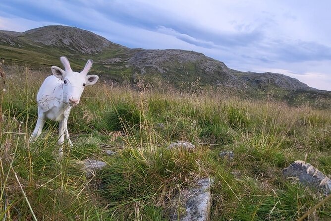 The North cape and the King crab - The ride from Honningsvåg to Nordkapphallen