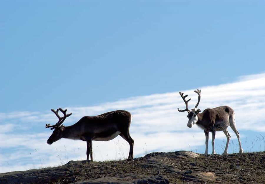 The North Cape Midnight Tour - Key points to know before booking