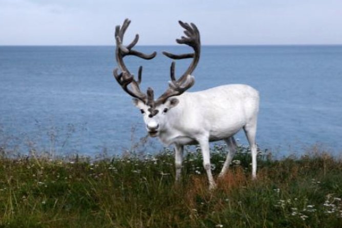 The North Cape, Reindeer and Sami Families Tour - The Sami family and reindeer stop