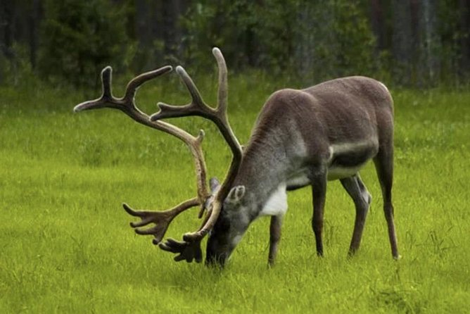 The North Cape, Reindeer and Sami Families Tour - What happens at Nordkapphallen