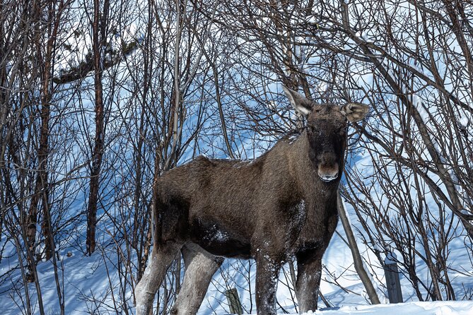 Tour of the authentic fjords of Kvaløya - Soup, coffee, and a practical Arctic lunch