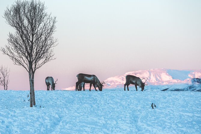 Tour of the authentic fjords of Kvaløya - Is $151.06 a fair price?