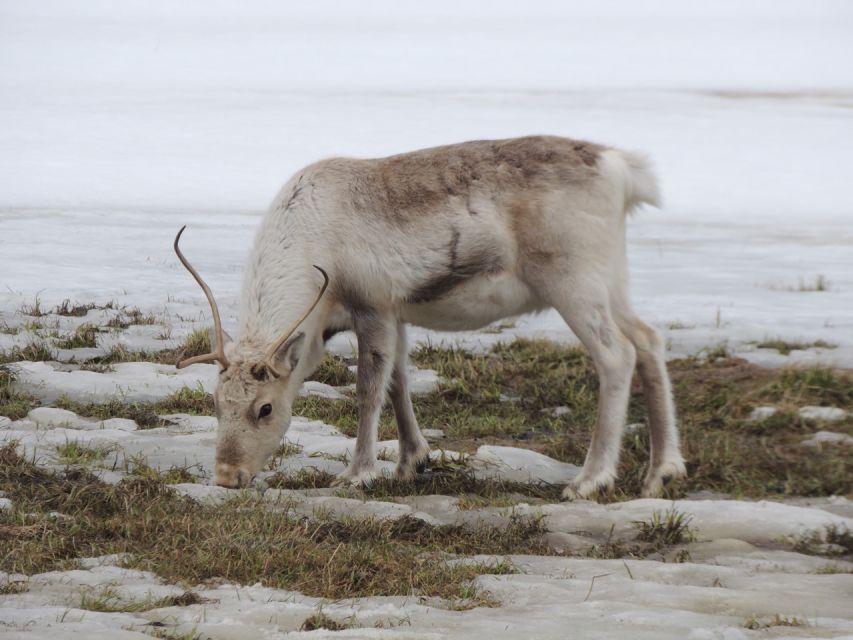 Tromso: All-Inclusive Arctic Fjords and Sommarøy Scenic Tour - Sommarøy, fishing culture, and a warm Norwegian lunch