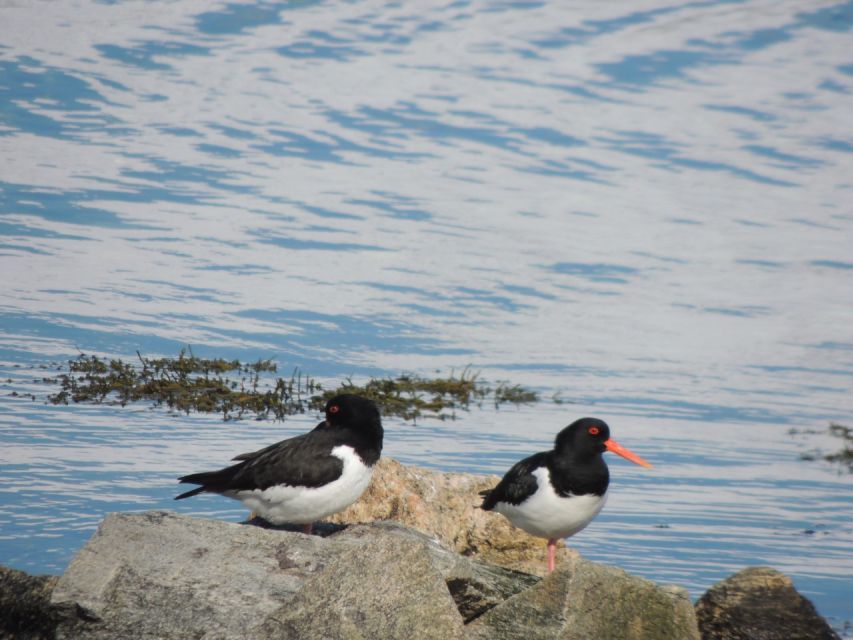 Tromso: All-Inclusive Arctic Fjords and Sommarøy Scenic Tour - The return route along Kvaløya’s south coast
