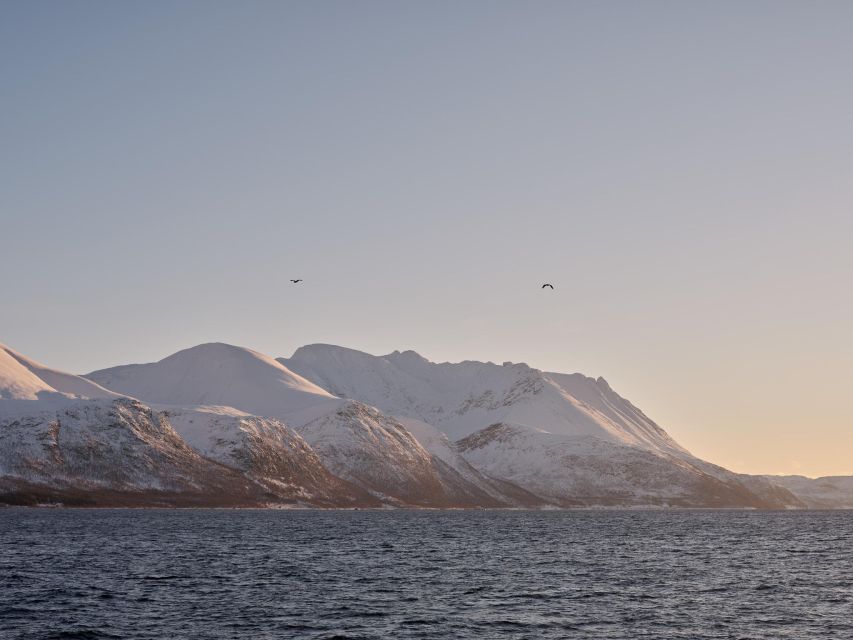 Tromsø: Arctic Fjord Cruise in Polar Landscapes - History, wildlife, and a little onboard fun