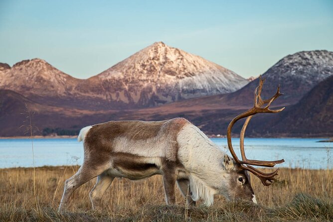 Tromsø: Arctic Landscapes Hiking / Snowshoeing Tour in the wild - Is $166.54 fair value?