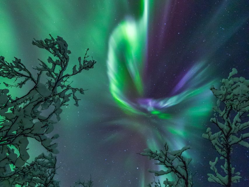 Tromso: Cod-Tasting Tour with Full Steam Museum Entry - Northern Lights photographs by three local artists