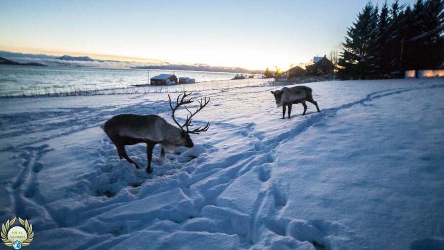 Tromsø: Exclusive Fjord Adventure by Bus - Who should book this fjord trip