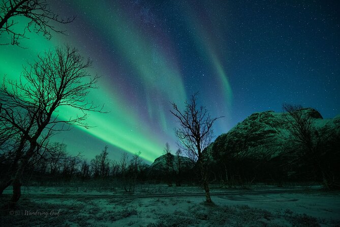 Tromsø: Express Aurora Hunt with Wandering Owl - The midnight return and the value of $129.23
