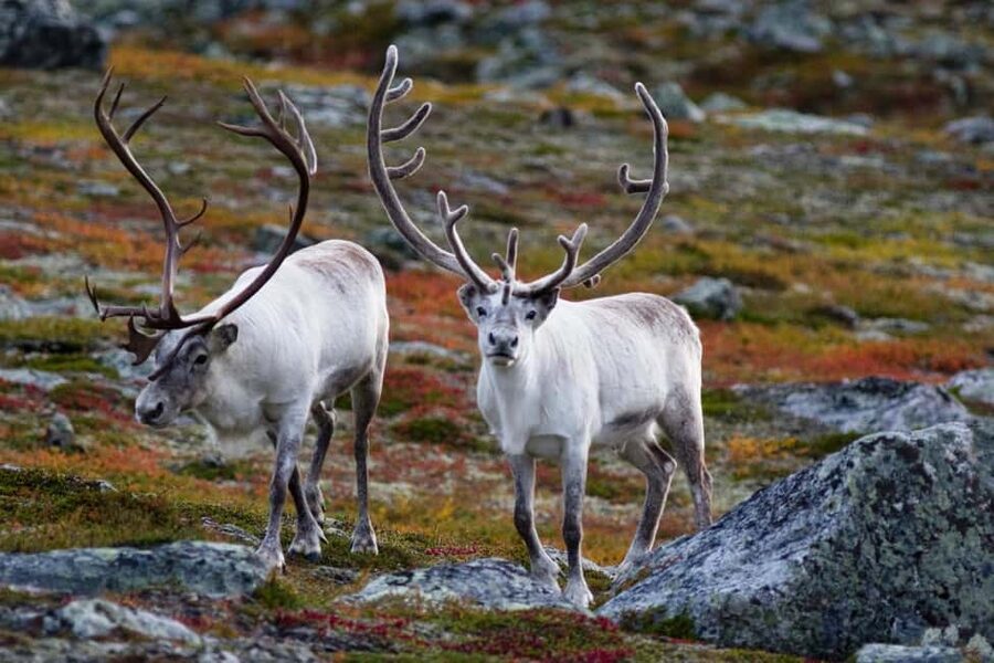 Tromso: Fjord Arctic Adventure Expedition - What this fjord tour is really like