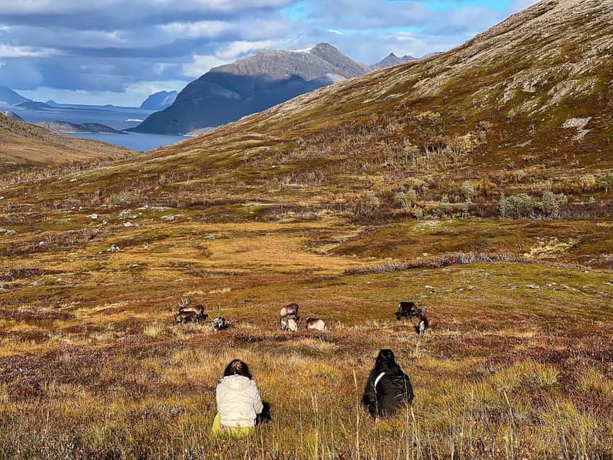 Tromso: Fjord Arctic Adventure Expedition - Wildlife along the fjords
