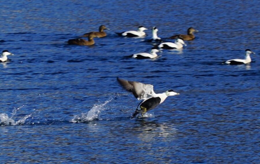 Tromsø: Fjord Cruise by Luxury Yacht - How luxurious is a $236 cruise?