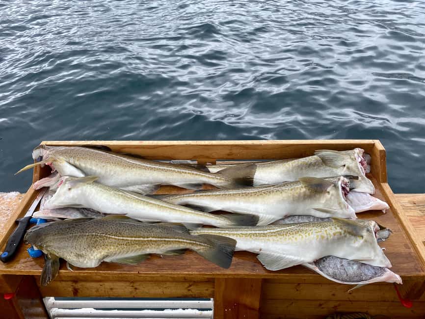 Tromsø: Fjord Fishing Cruise - Key points to know before you book