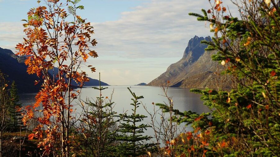 Tromsø: Fjord Sightseeing in a Tesla X Luxury Electric Car - Who will enjoy this tour most?